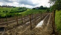 Planting new grapevines in vineyardÃÂ Goriska Brda in Slovenia Royalty Free Stock Photo